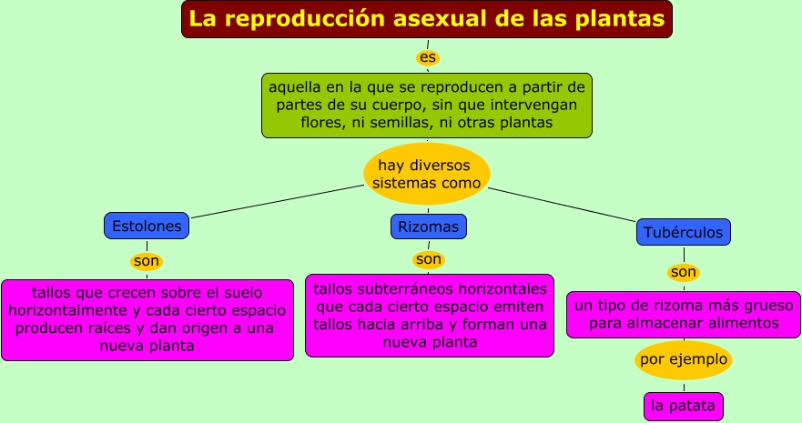 La reproducción asexual de las plantas